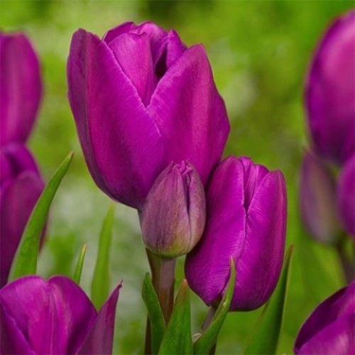 Purple Bouguet